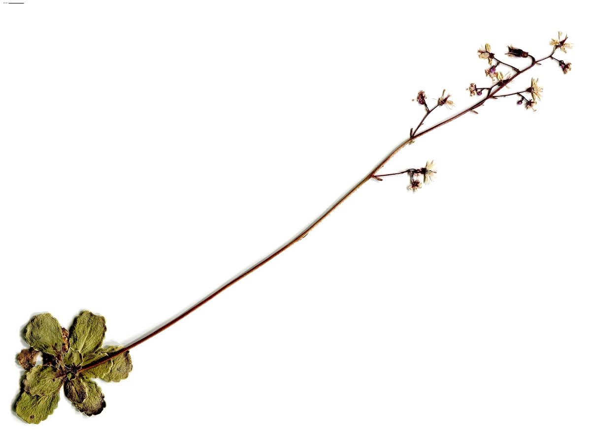 Saxifraga umbrosa (Saxifragaceae)
